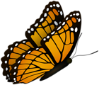 Flying Butterfly Clipart Image