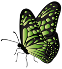 Flying Butterfly Green Transparent PNG Clipart