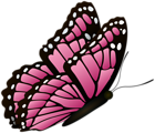 Flying Butterfly Pink Clipart Image