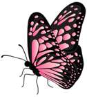 Flying Butterfly Pink Transparent PNG Clipart