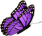 Flying Butterfly Purple Clipart Image