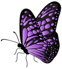 Flying Butterfly Purple Transparent PNG Clipart
