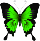 Green Butterfly PNG Clip Art Image