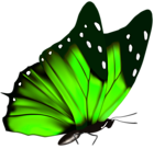 Green Butterfly PNG Clipart Image