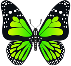 Green Butterfly Transparent PNG Image