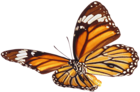Large Butterfly PNG Picture Clipart