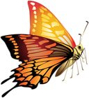 Orange Butterfly PNG Clip Art Image