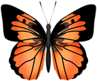 Orange Butterfly PNG Transparent Clipart