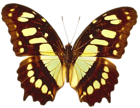 PNG Transparent Brown and Yellow Real Butterfly Clipart