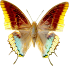 PNG Transparent Butterfly Clipart