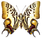 PNG Transparent Real Butterfly Clipart