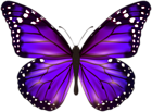 Purple Butterfly PNG Clipart