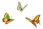 Three Butterflies PNG Clipart Picture