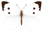 White Butterfly PNG Clipart Image