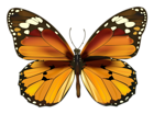 Yellow Butterfly PNG Clipart
