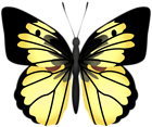Yellow Butterfly PNG Transparent Clipart