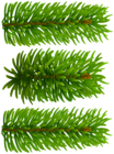 Beautiful Pine Branches Clip Art Image