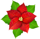 Christmas Poinsettia Transparent PNG Image