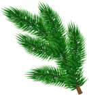 Green Pine Branch PNG Transparent Clipart