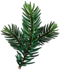 Green Pine Branch Transparent PNG Image