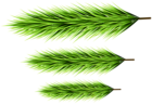 Green Pine Branches Set Clipart
