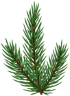 Green Pine Tree Branch PNG Clipart