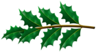 Holly Mistletoe Branch PNG Clipart