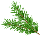 Pine Branch Decorative Clipart