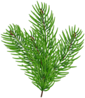 Pine Branch Green Clip Art Image