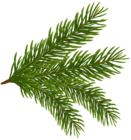 Pine Branch PNG Clipart