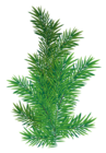 Pine Branch PNG Picture