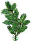 Pine Branch Transparent Image