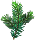 Pine Branch Transparent PNG Image