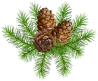 Pine Branch with Cones PNG Clip Art Image
