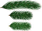 Pine Branches PNG Clip Art
