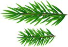 Pine Branches PNG Clipart