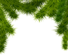 Pine Branches PNG Clipart Image