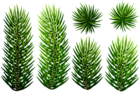 Pine Branches Transparent Clip Art