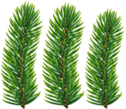 Pine Branches Transparent Image