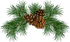 Pine Branches with Pine Cones PNG Picture