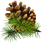 Pine Cone PNG Clip-Art Image