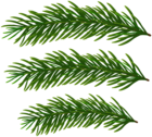 Pine Green Branches PNG Clipart