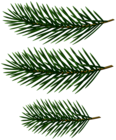 Pine Tree Branches Decor Clip Art Image