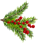 Pine Tree Branches Decor PNG Clipart