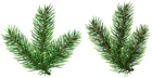 Pine Tree Branches PNG Clip Art