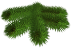 Transparent Pine Branch 3D Picture