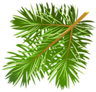 Transparent Pine Branch PNG Clipart
