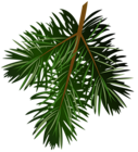 Transparent Pine Branch PNG Picture