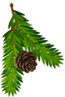 Transparent Pine Branch with Cone PNG Art