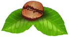 Coffee Bean PNG Clipart Image